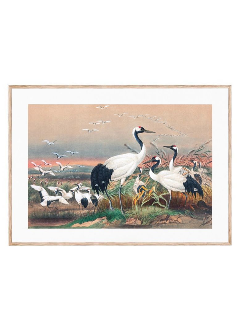 The Mantchurian Crane