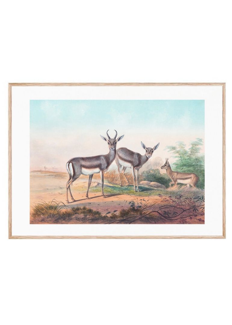 The Persian Gazelle