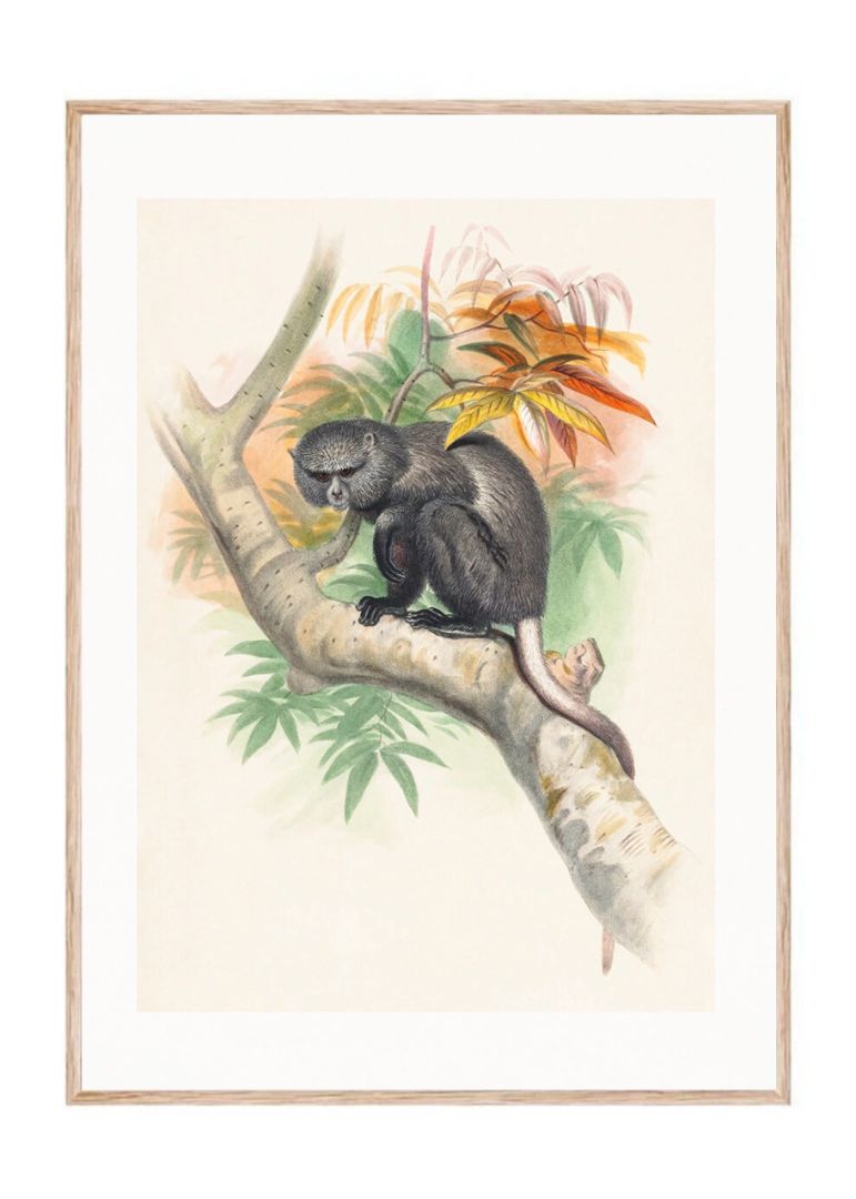 The Pluto Monkey