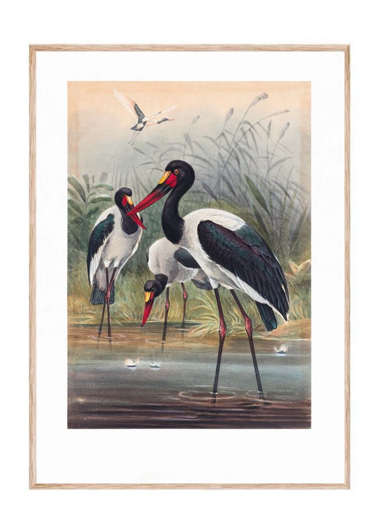 The Saddle-Billed Stork