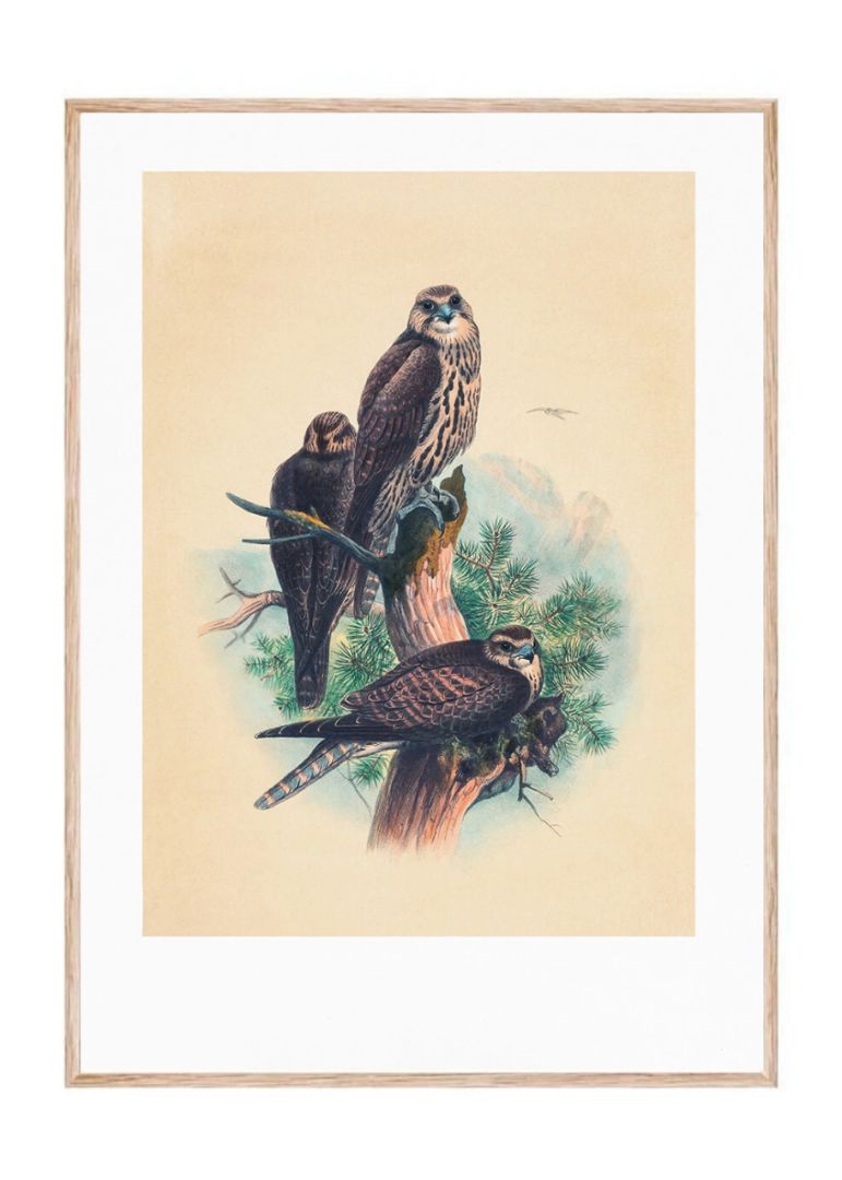 The Saker Falcon