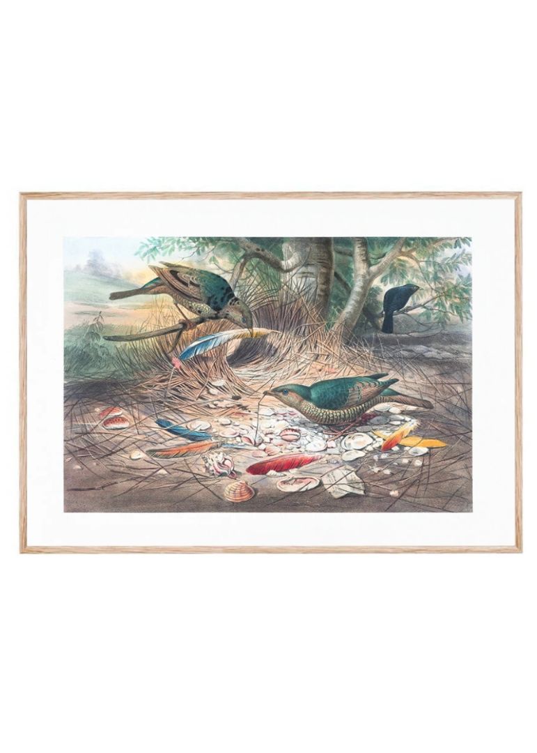 The Satin Bower Bird