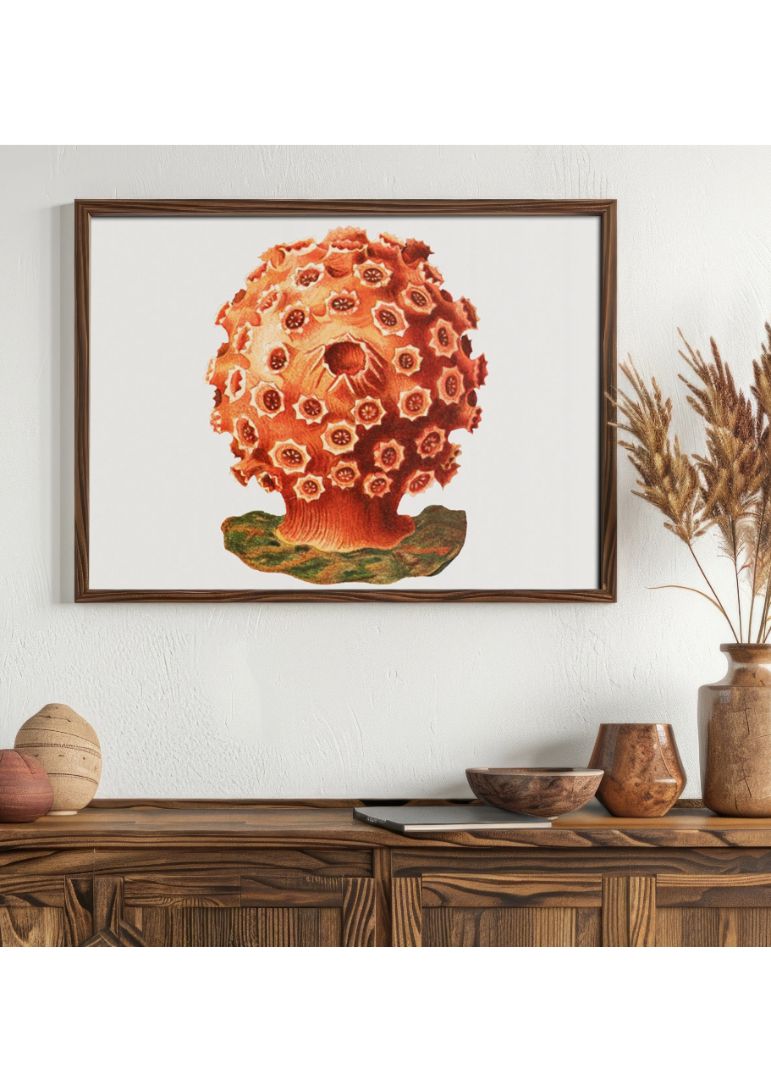 Colorful tunicate VII