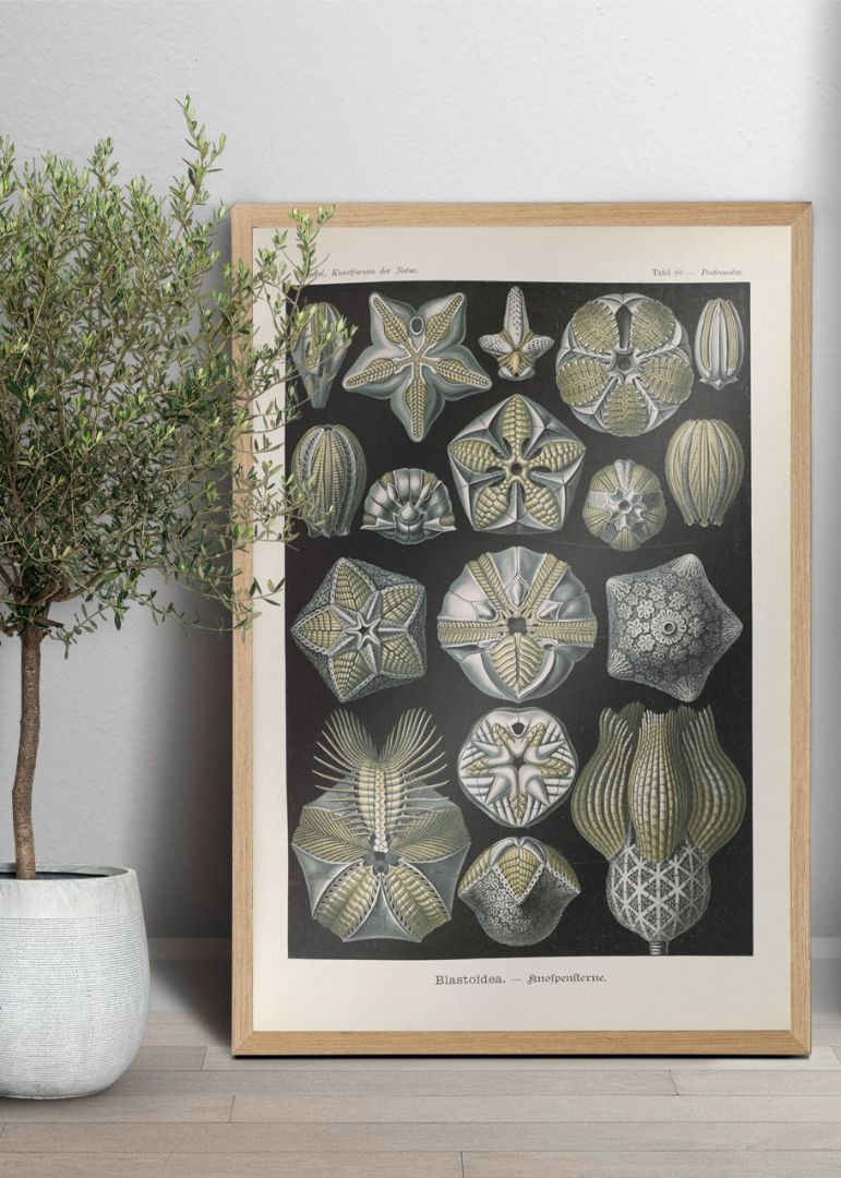 Coral illustration