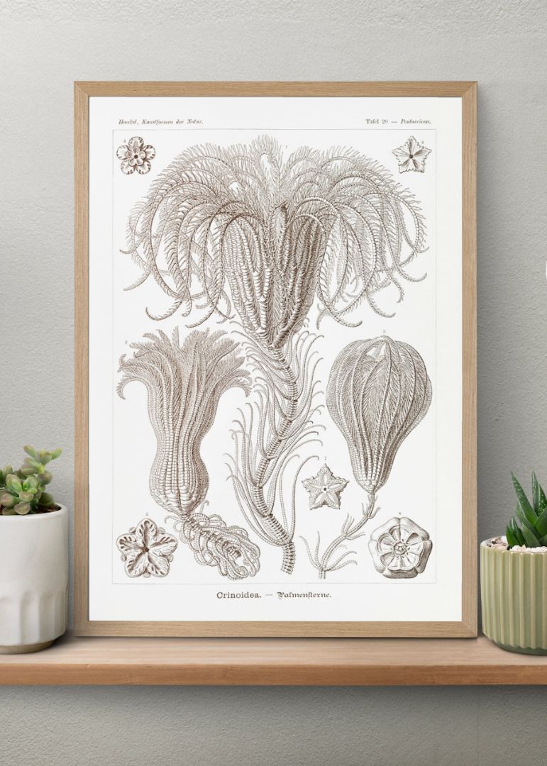 Crinoidea–Palmensterne