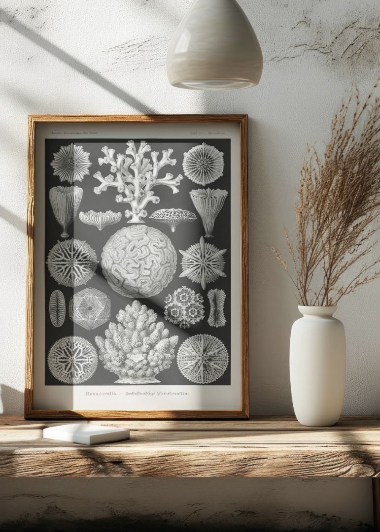 Hexacoralla–Sechsstrahlige Sternkorallen II
