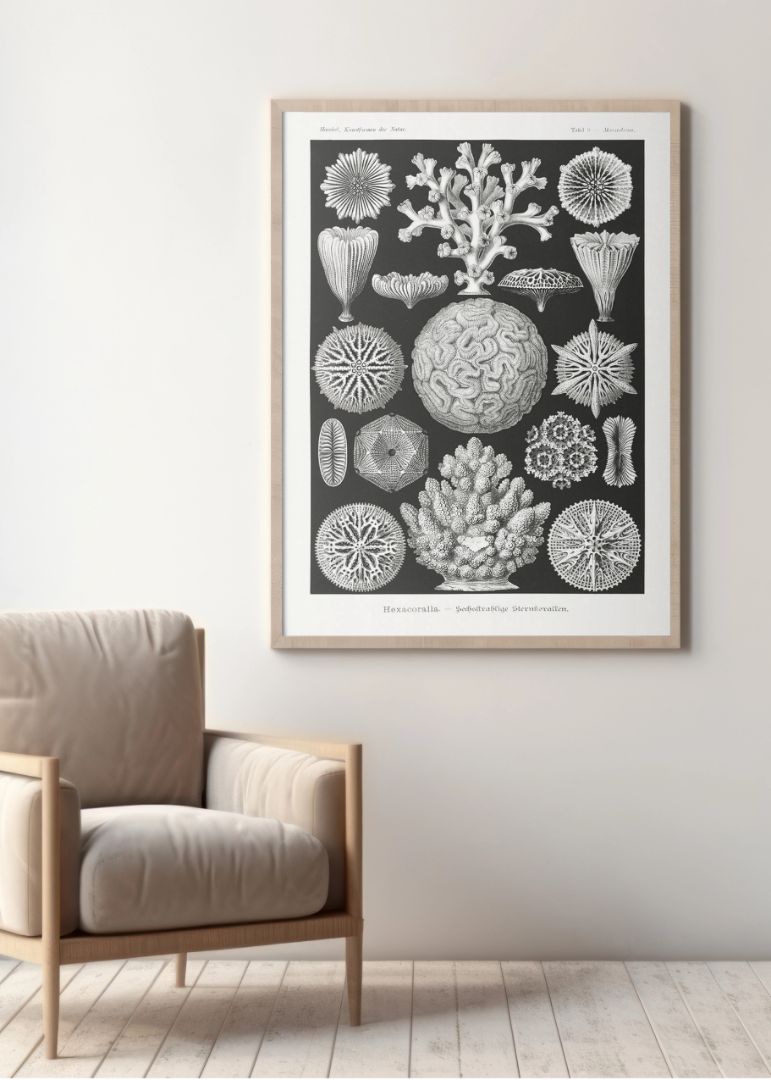 Hexacoralla–Sechsstrahlige Sternkorallen II