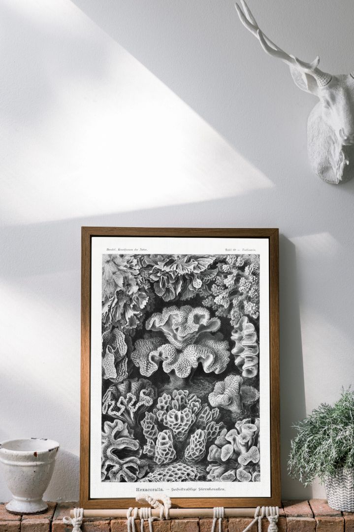 Hexacoralla–Sechsstrahlige Sternkorallen