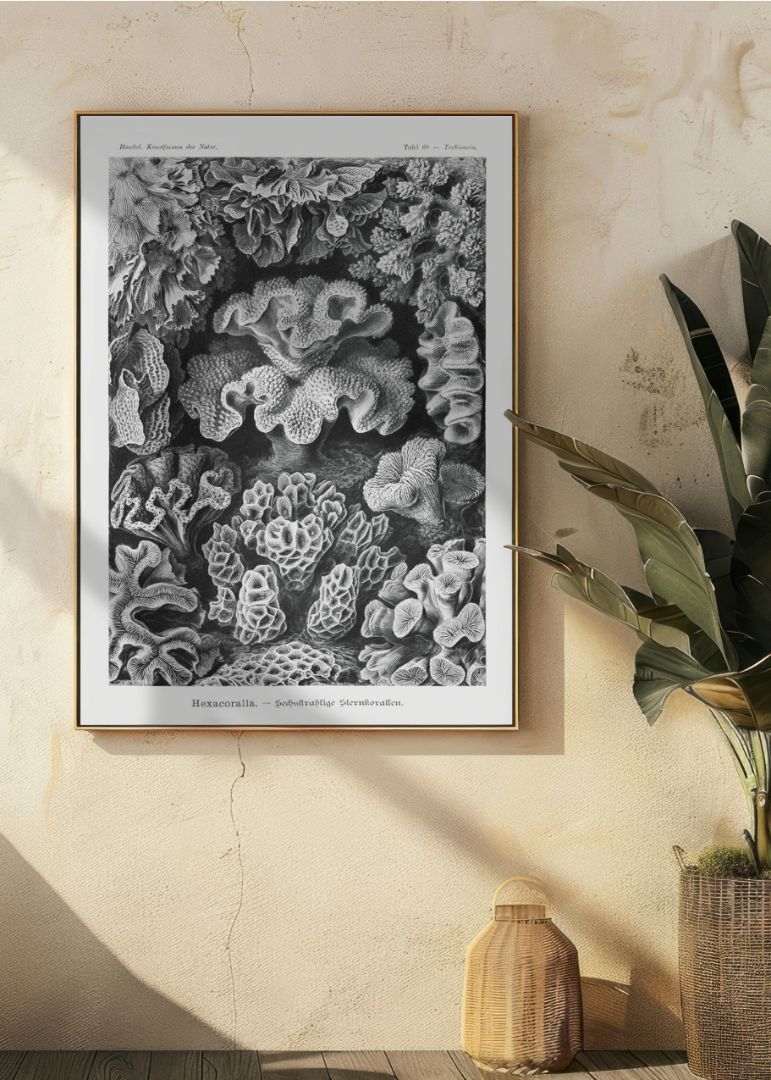 Hexacoralla–Sechsstrahlige Sternkorallen