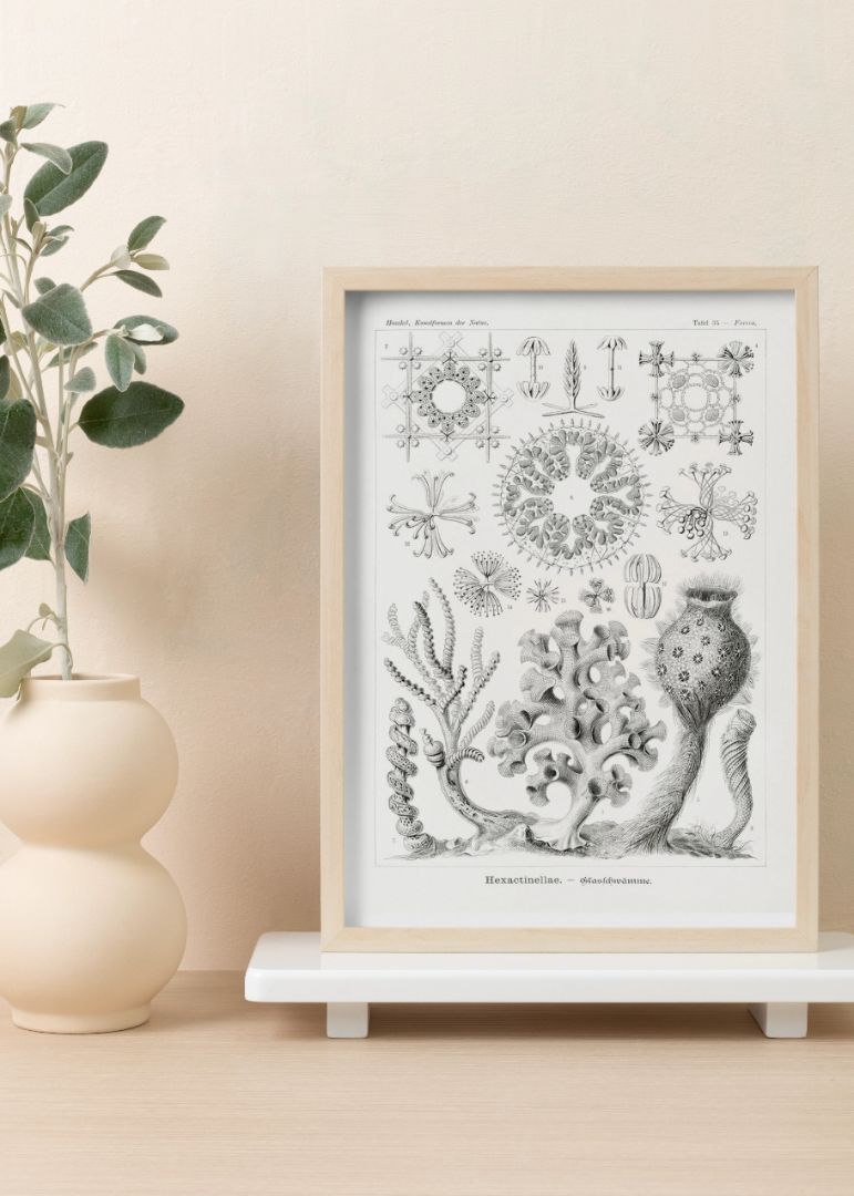 Hexactinellae–Glasschwämme