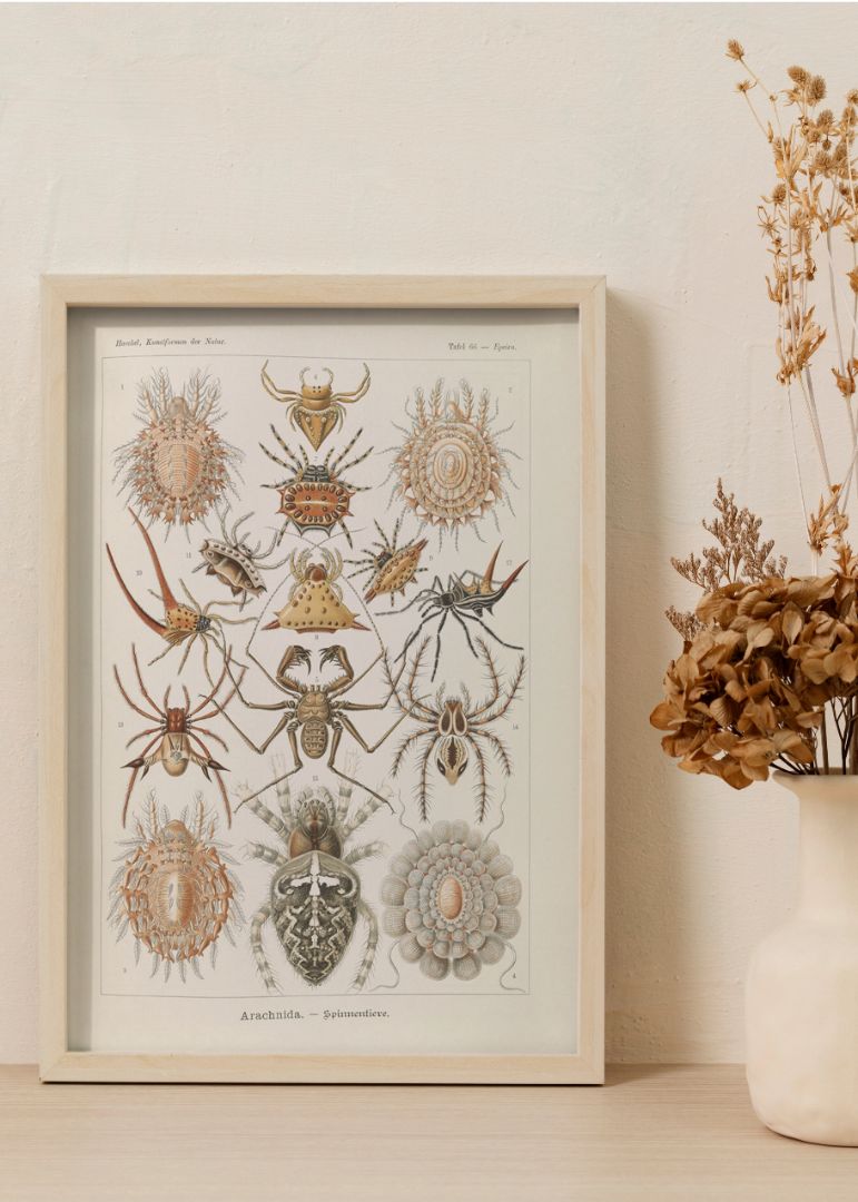 Insects illustration