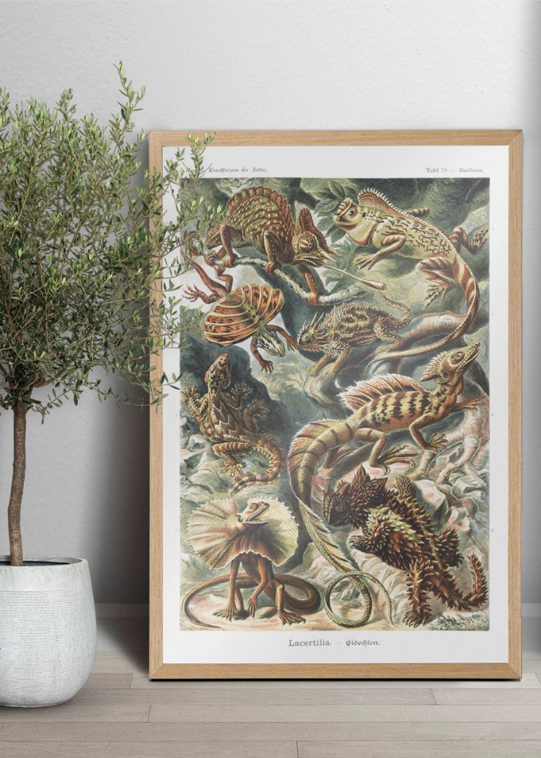 Lacertilia–Eidechlen