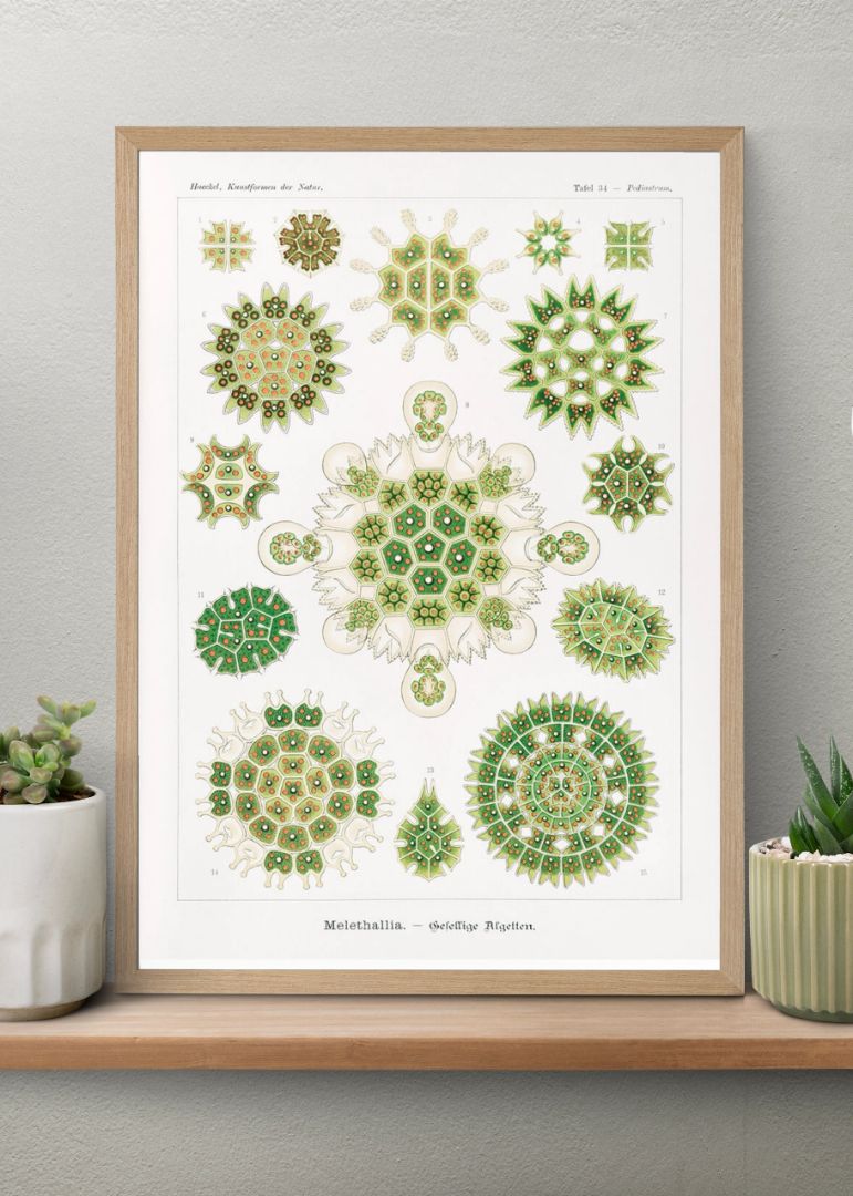 Melethallia–Gesellige Algetten