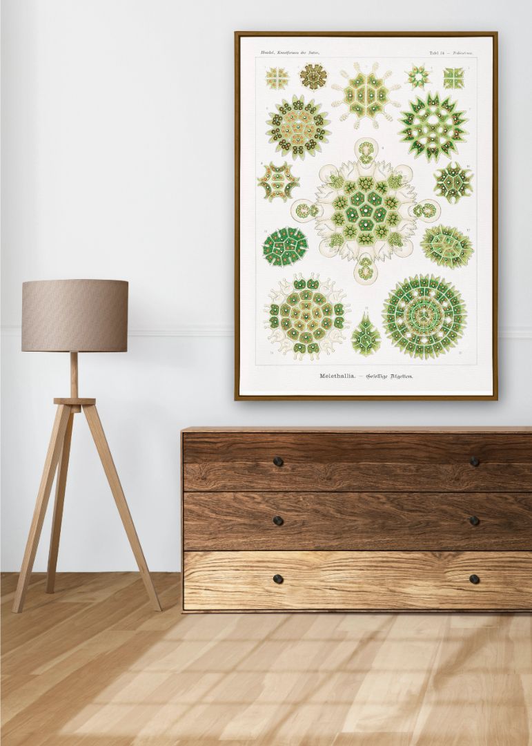 Melethallia–Gesellige Algetten