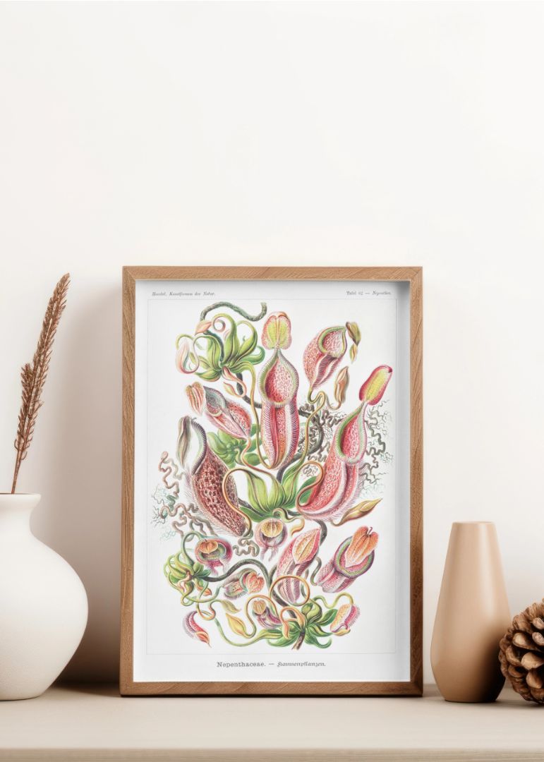 Nepenthaceae–Kannenpflanzen