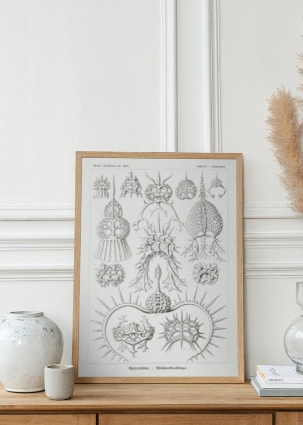 Spyroidea–Nükchenstrahlinge