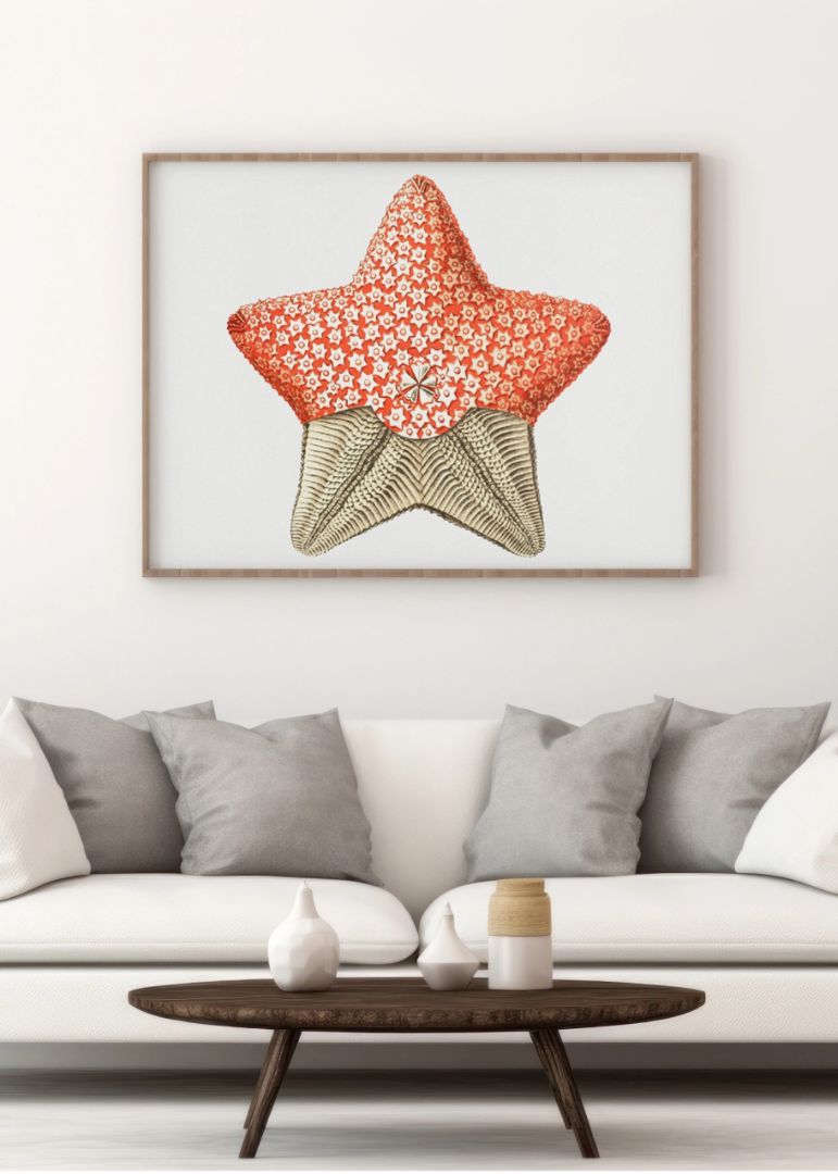 starfish marine life illustration II
