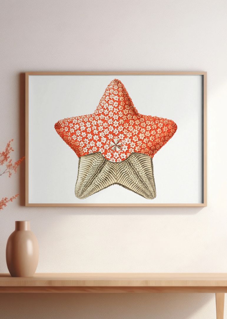 starfish marine life illustration II