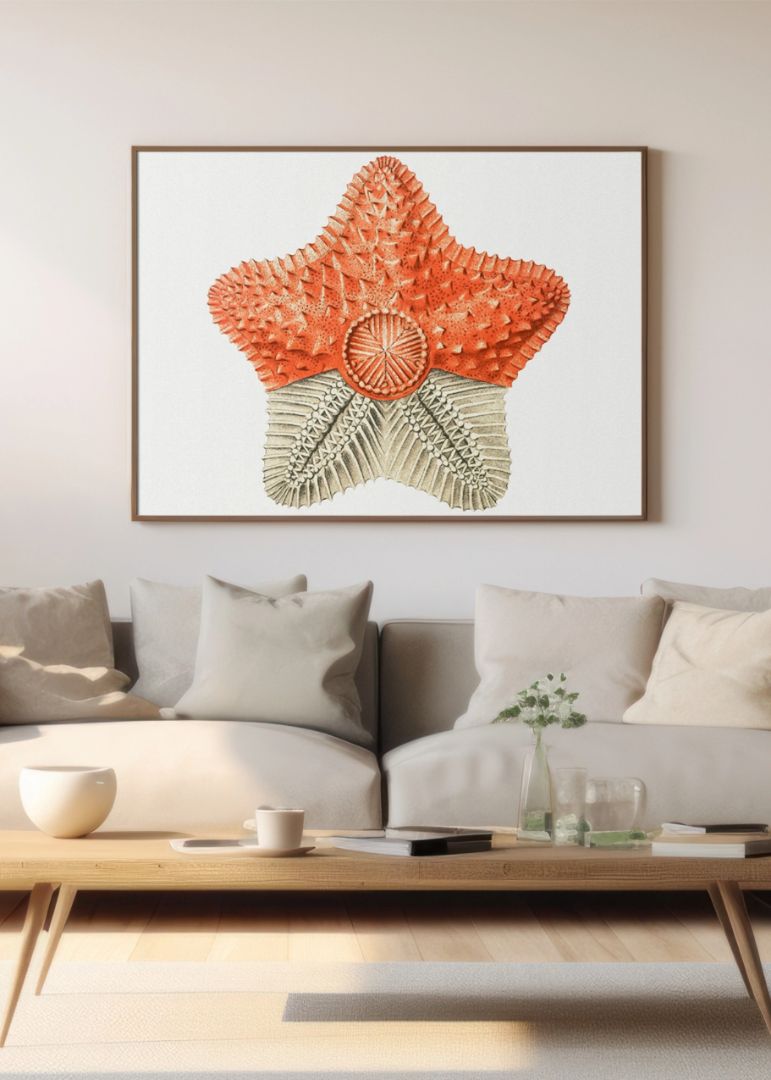 starfish marine life illustration