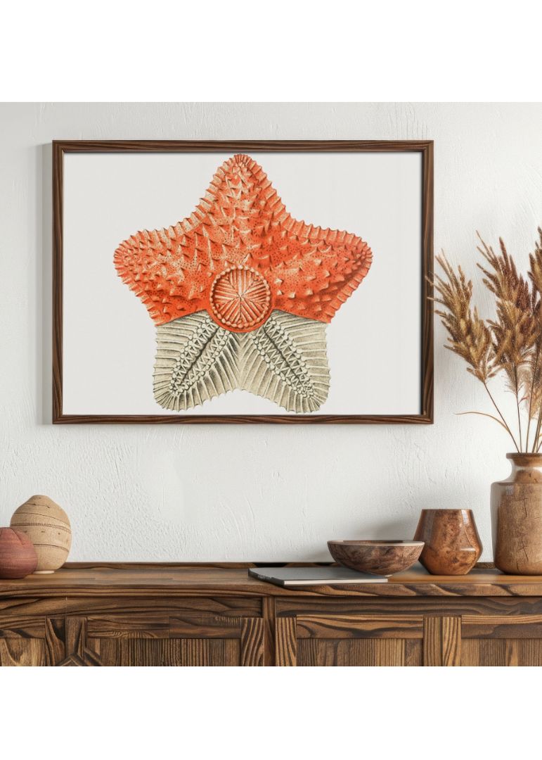 starfish marine life illustration
