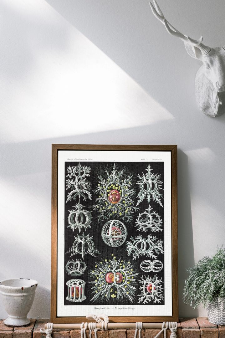 Stephoidea–Ringelstrahlinge