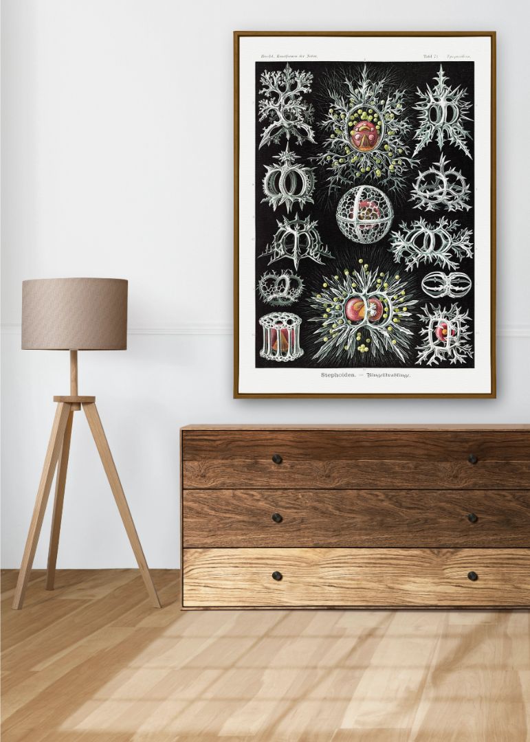 Stephoidea–Ringelstrahlinge