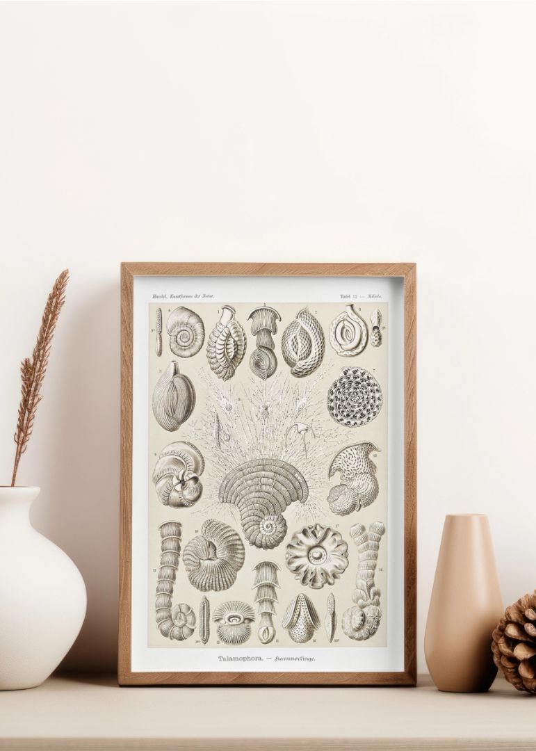 Talamophora–Kammerlinge