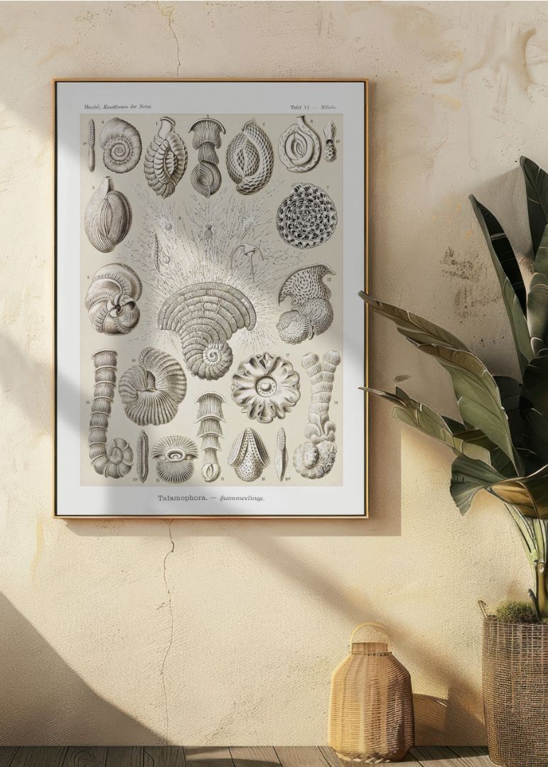 Talamophora–Kammerlinge