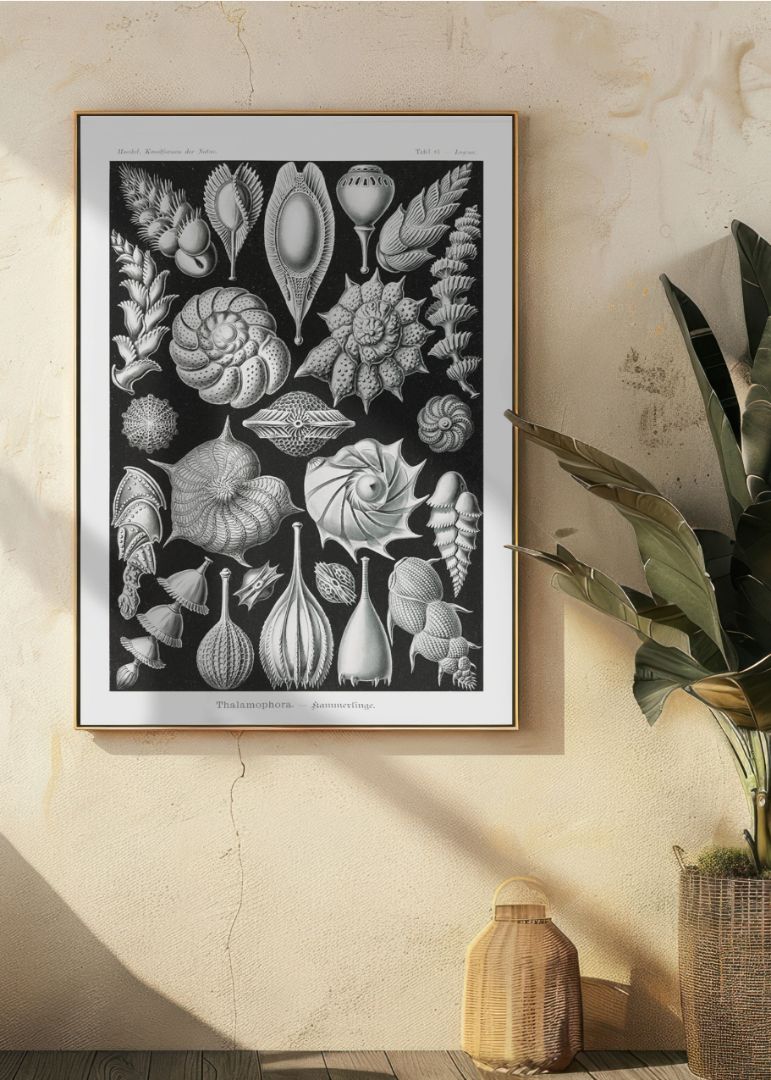 Thalamophora–Kammerlinge