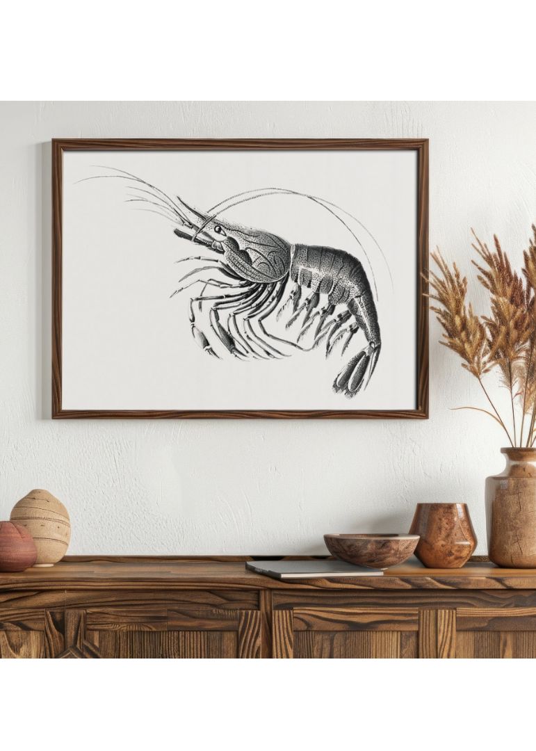 Vintage prawn marine life III