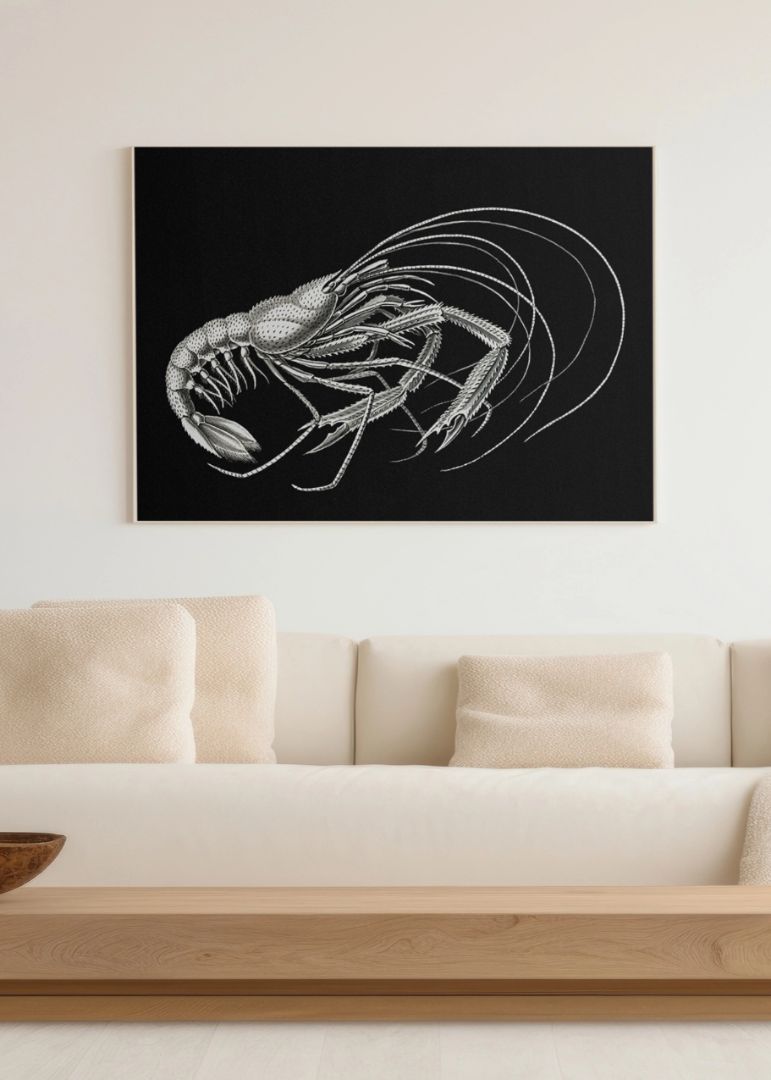 Vintage prawn marine life IV