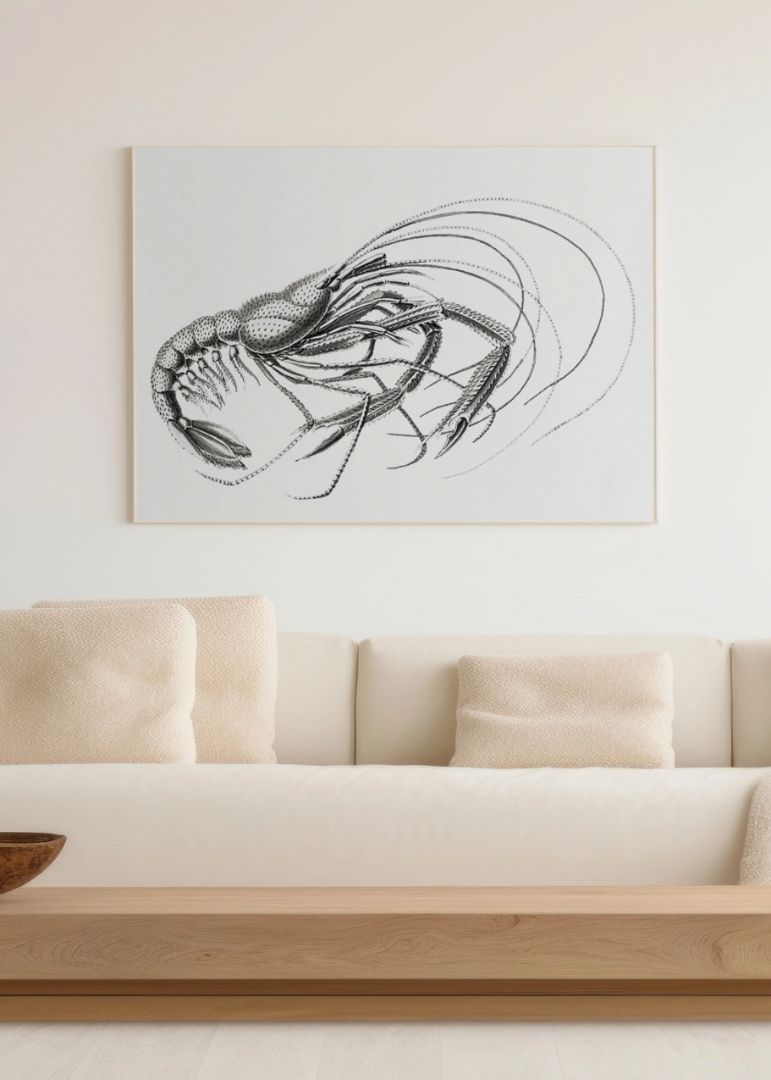 Vintage prawn marine life V