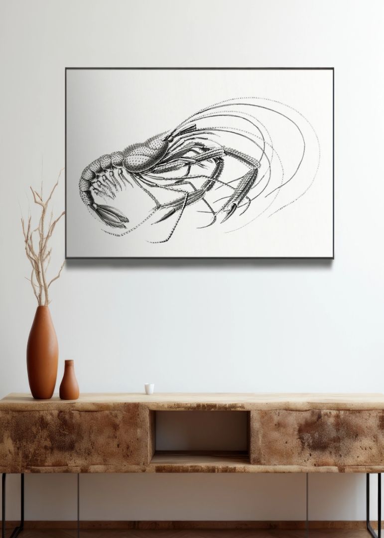 Vintage prawn marine life V