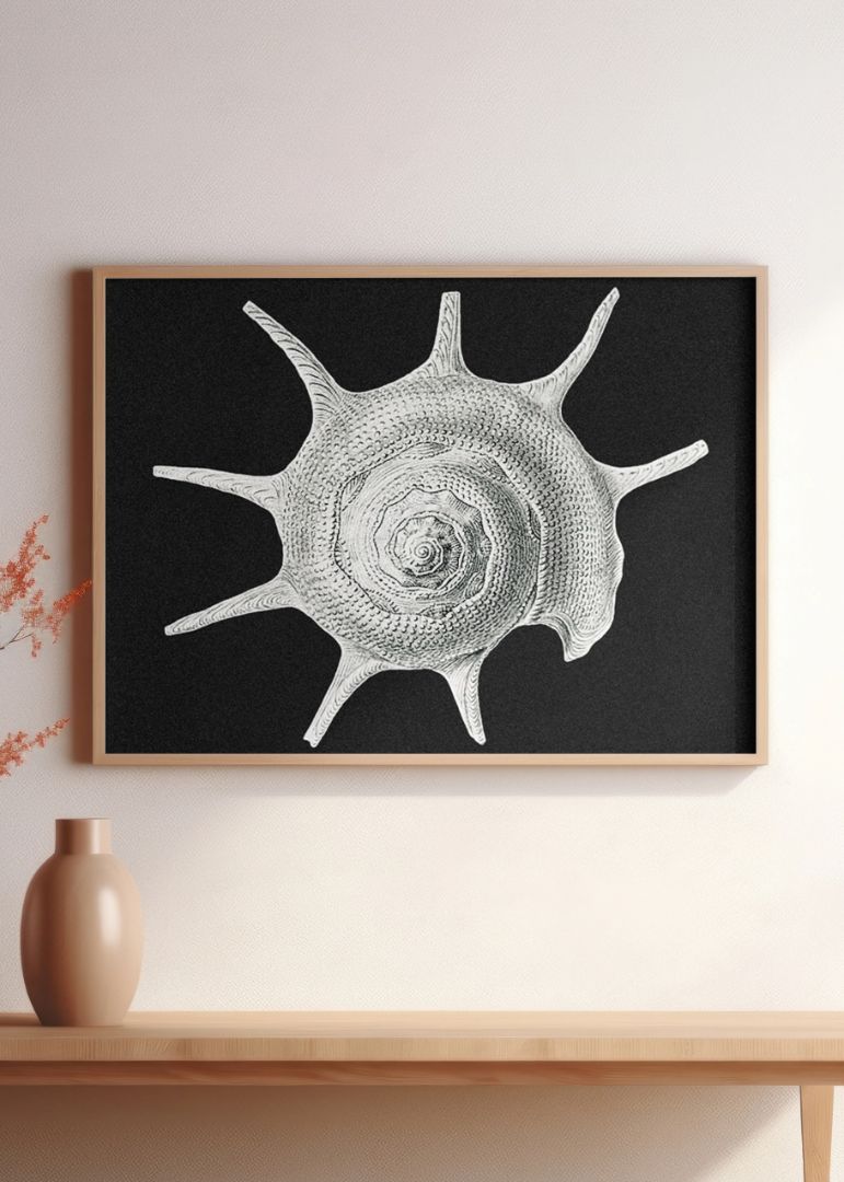 Vintage shell marine life II