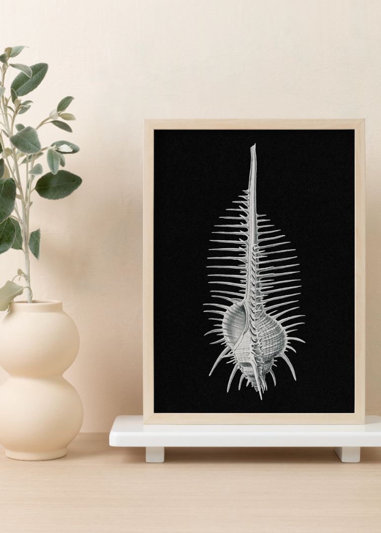 Vintage shell marine life III