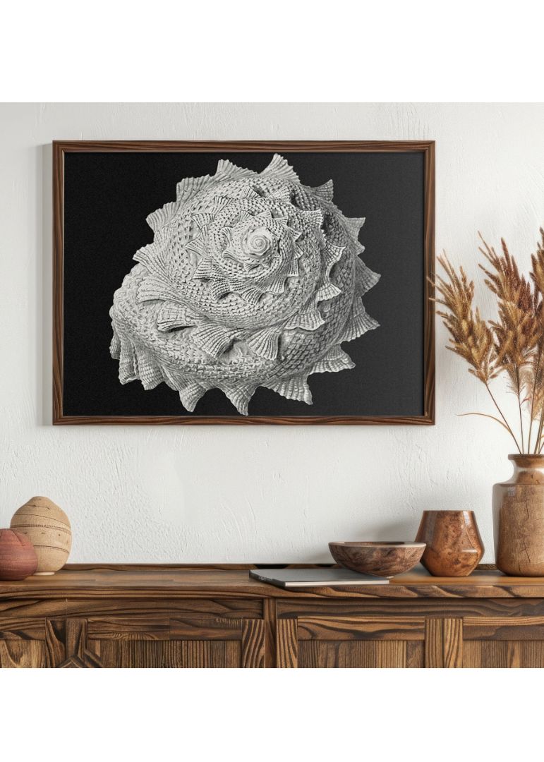 Vintage shell marine life IV
