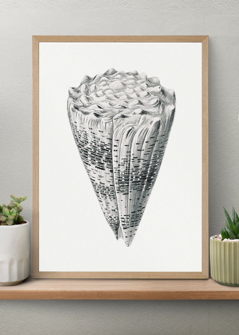 Vintage shell marine life VII.jpg