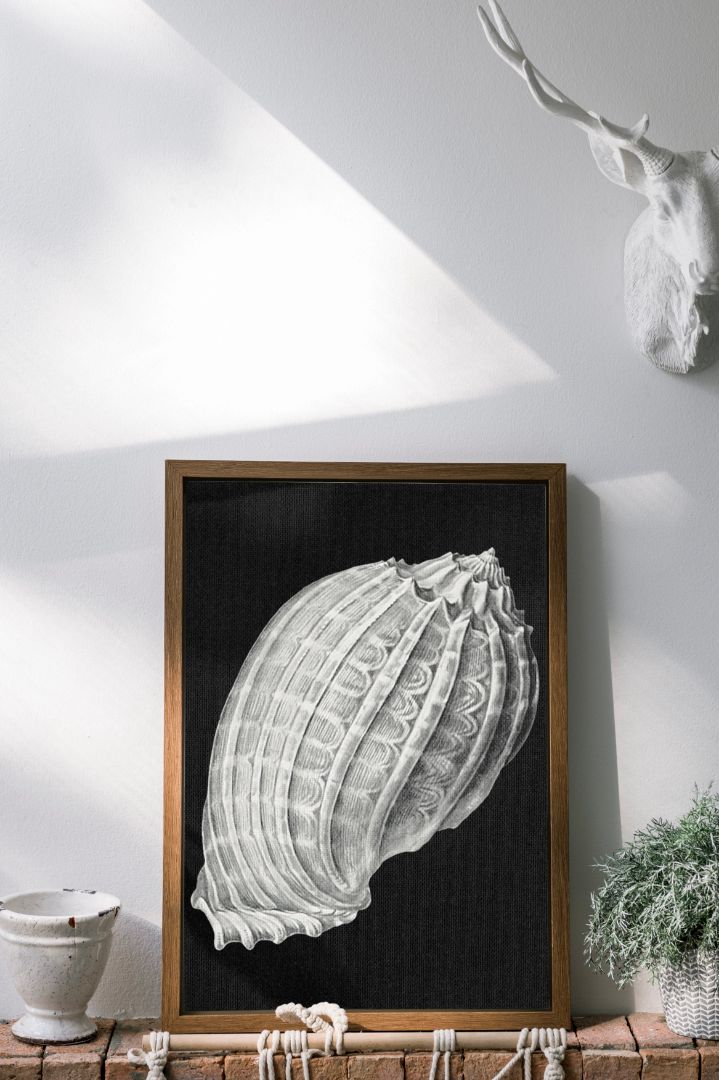 Vintage shell marine life VIII
