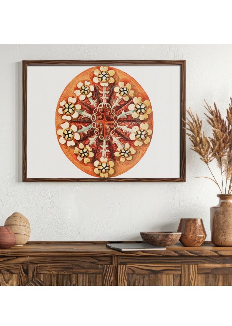 vintage tunicate ilustration III