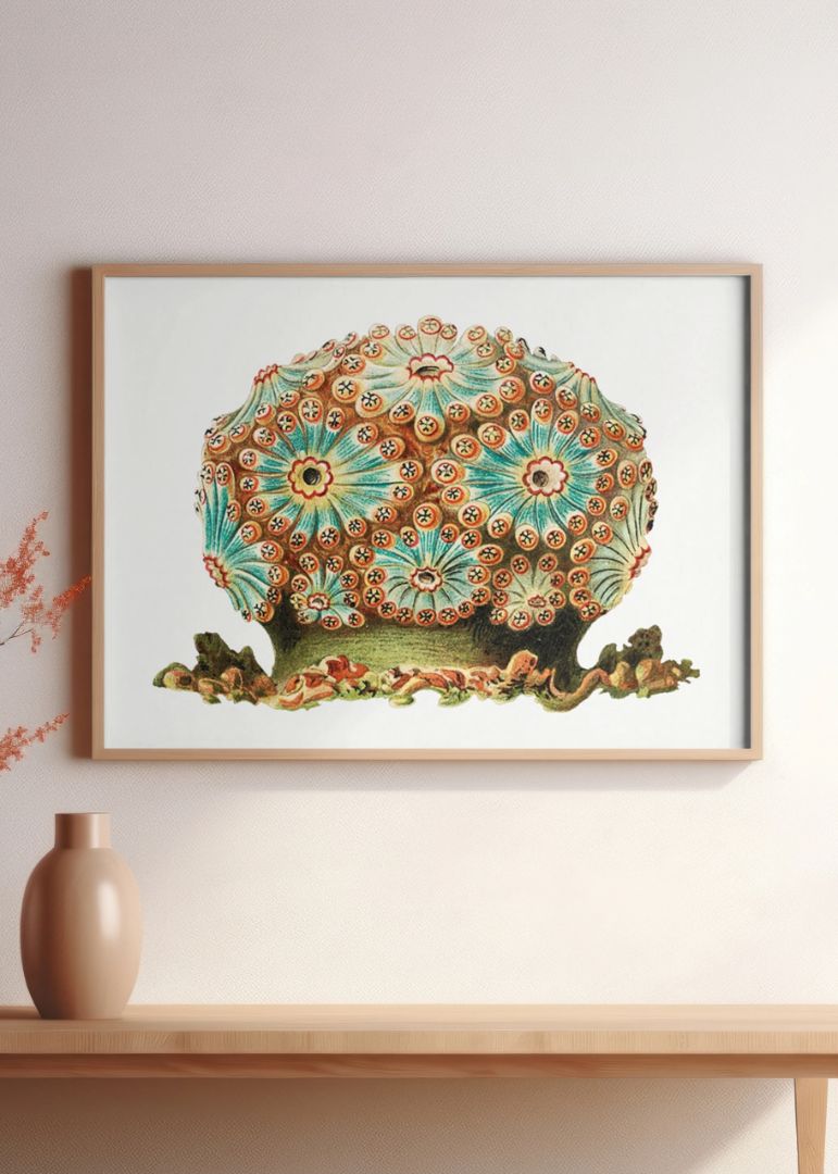 vintage tunicate IV
