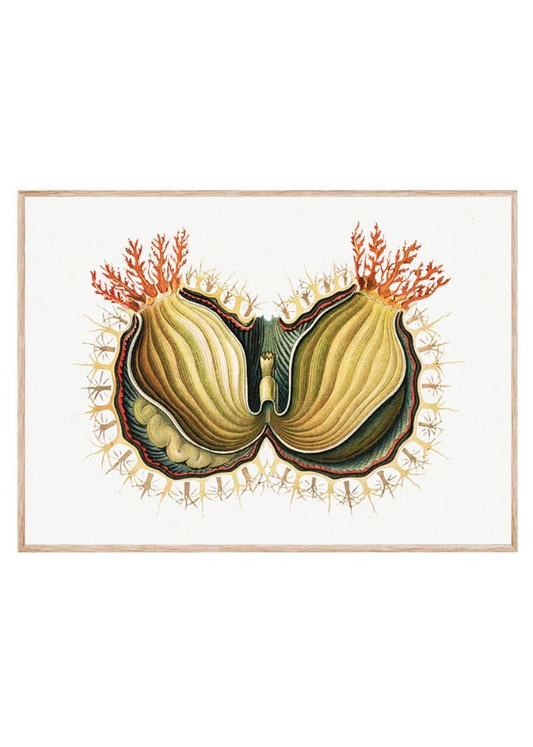 Colorful tunicate V