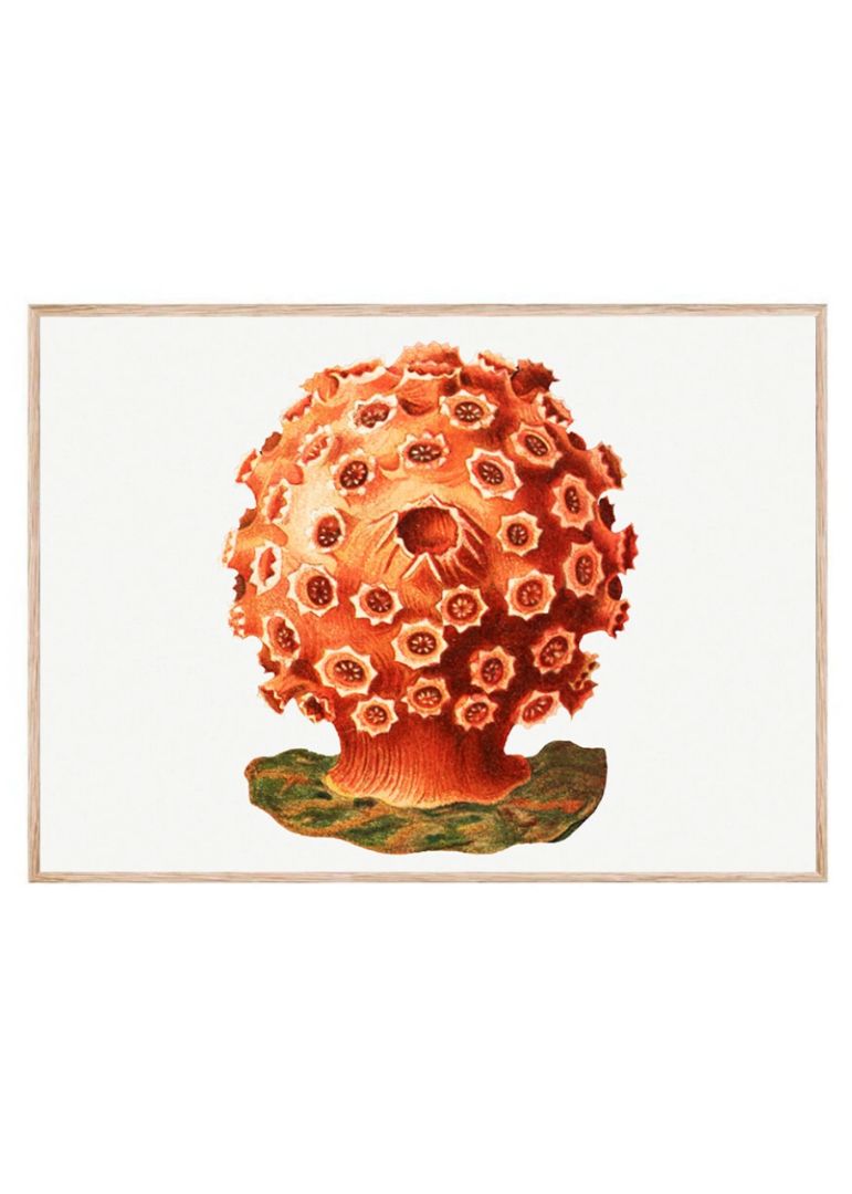 Colorful tunicate VII