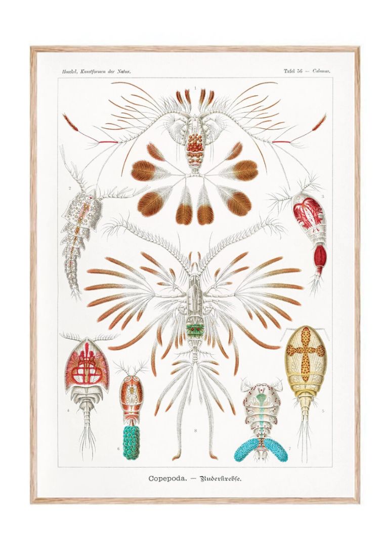 Copepoda–Ruderkrebse