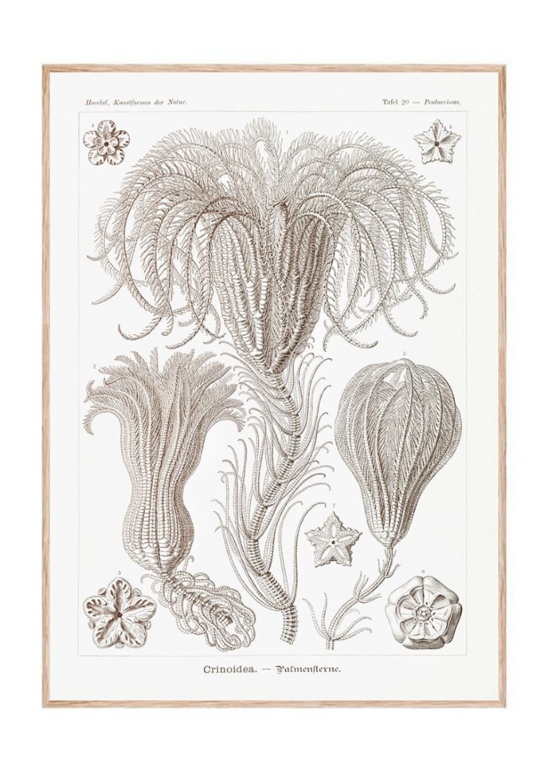 Crinoidea–Palmensterne