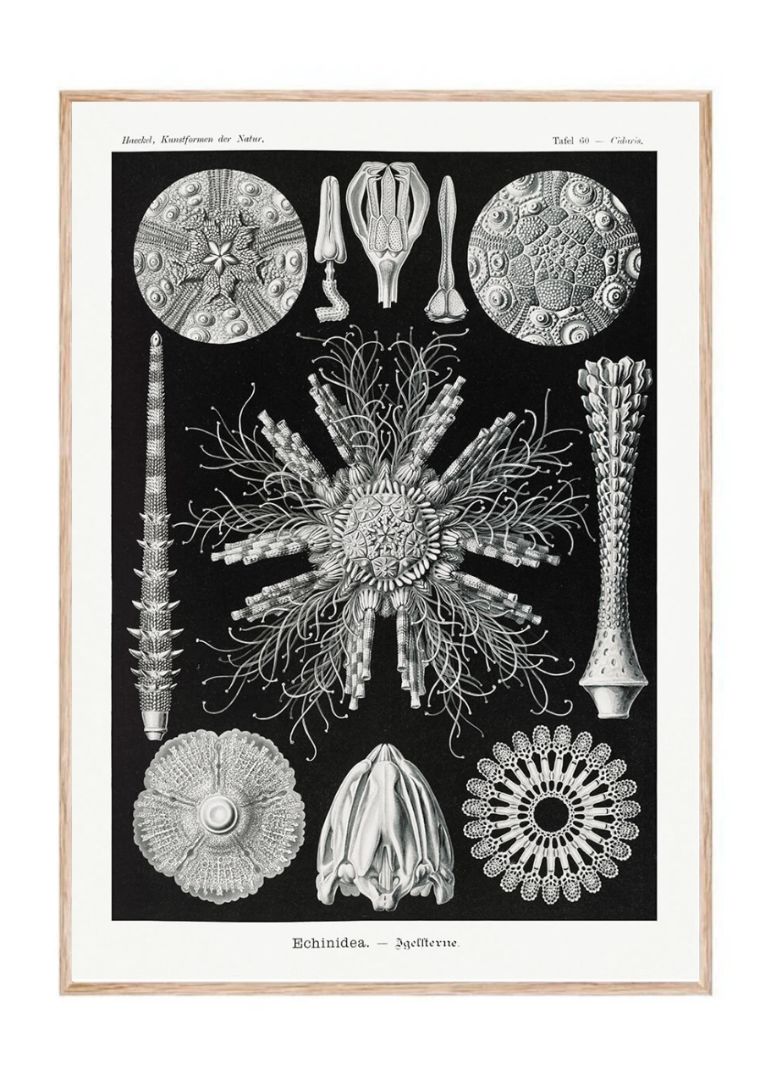 Echinidea–Igelsterne II