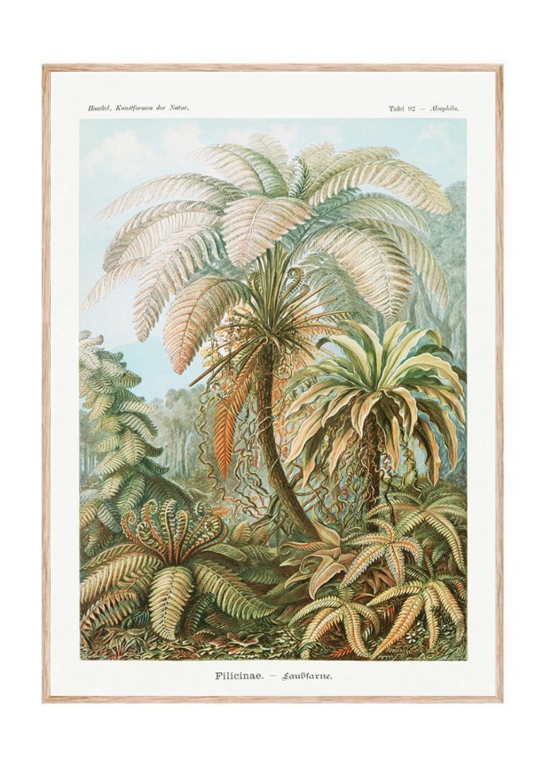 Filicinae–Laubfarne from Kunstformen der Natur (1904)
