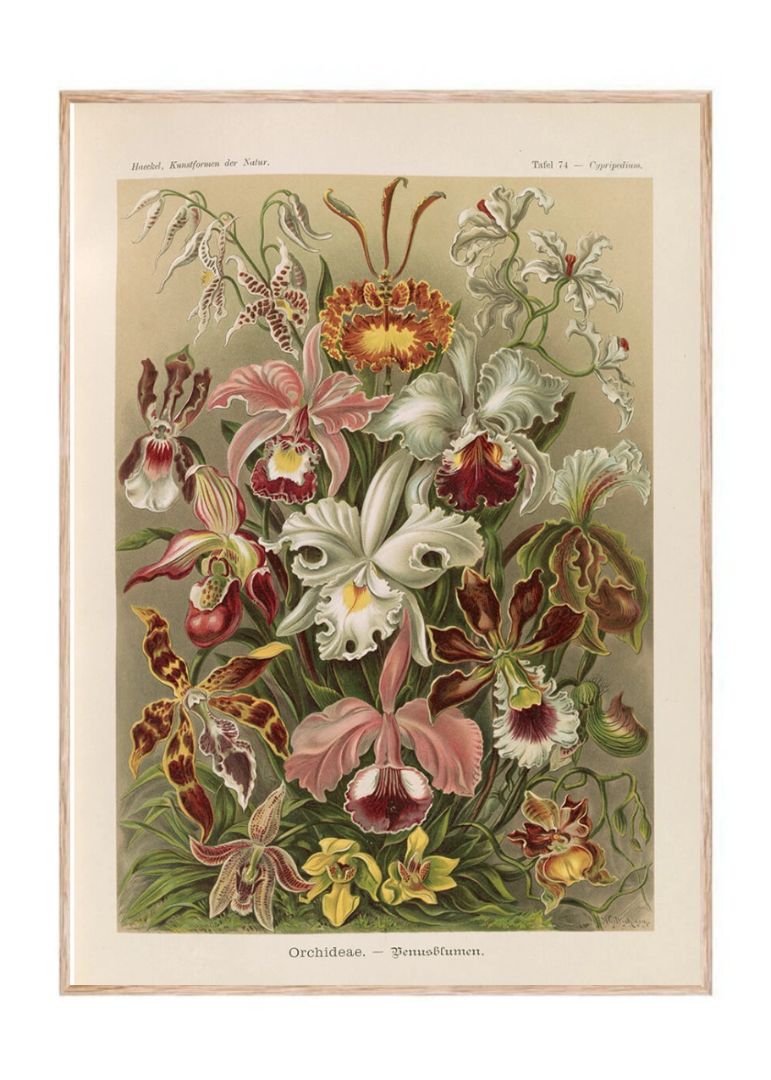 Flowers illustration