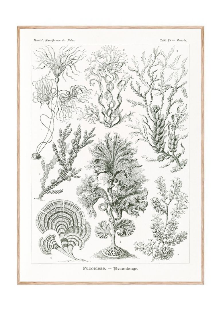 Fucoideae–Brauntange