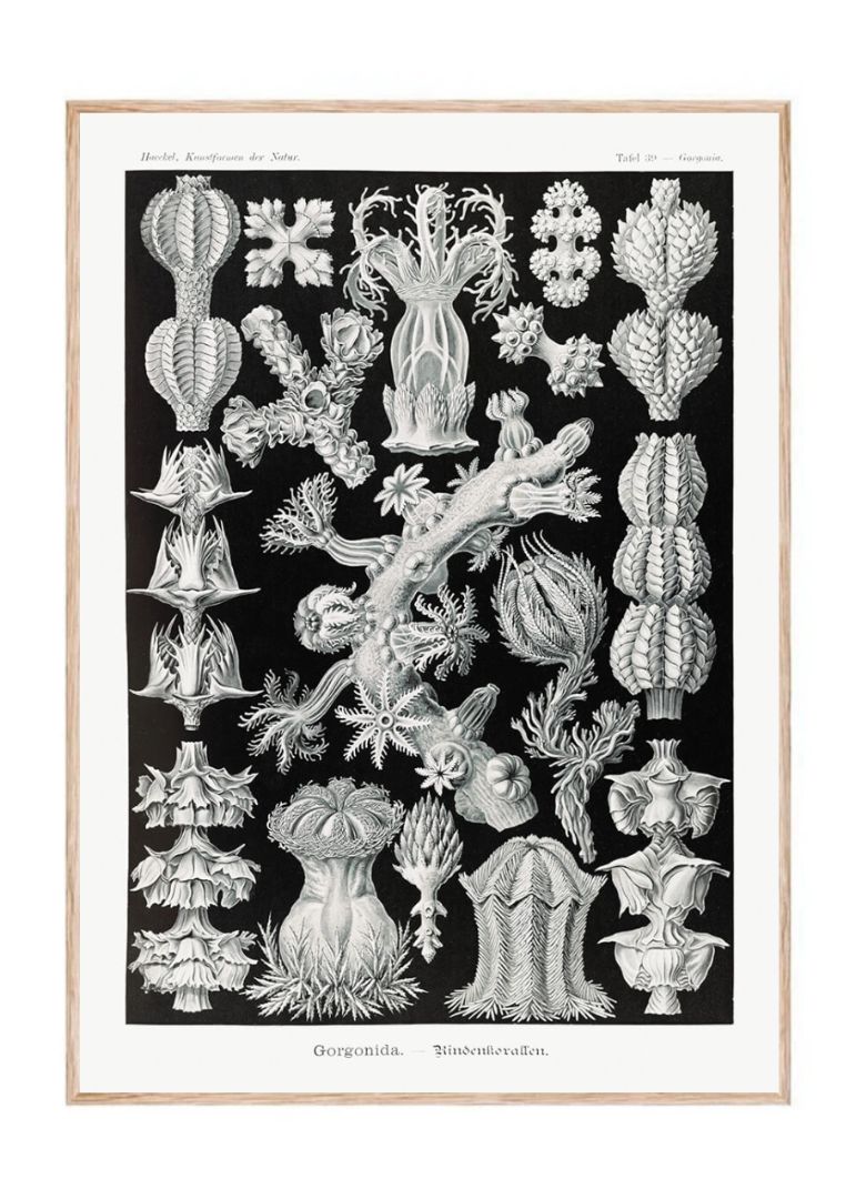 Gorgonida–Rindenkorallen