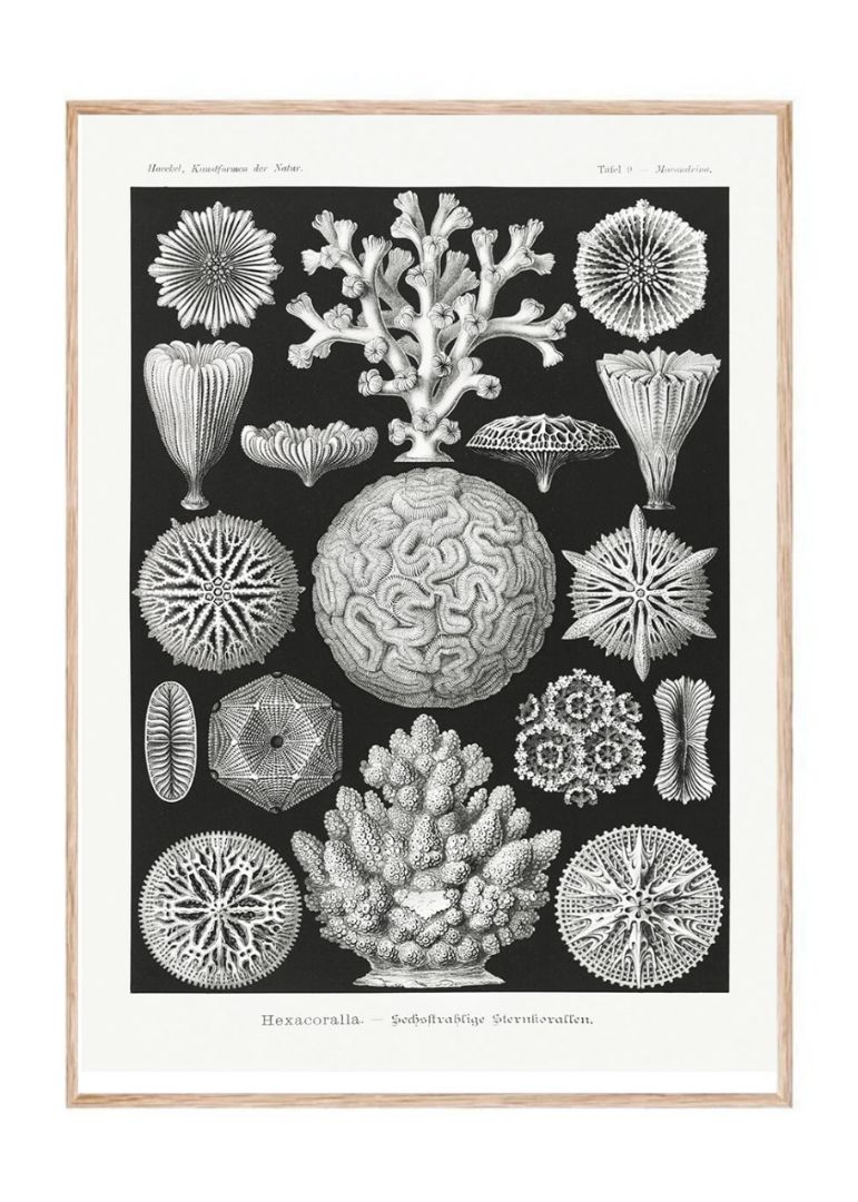 Hexacoralla–Sechsstrahlige Sternkorallen II